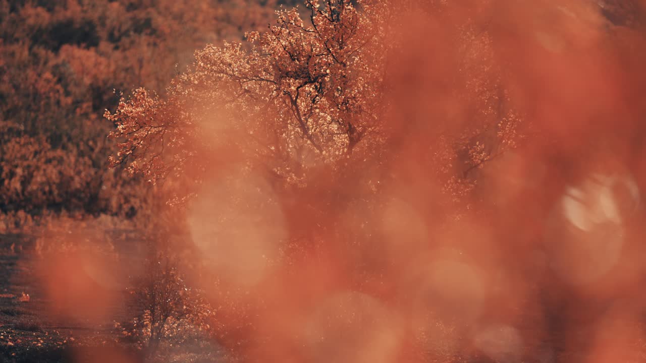 un abedul enano cubierto de hojas de color naranja brillante de pie en el paisaje de tundra rígido