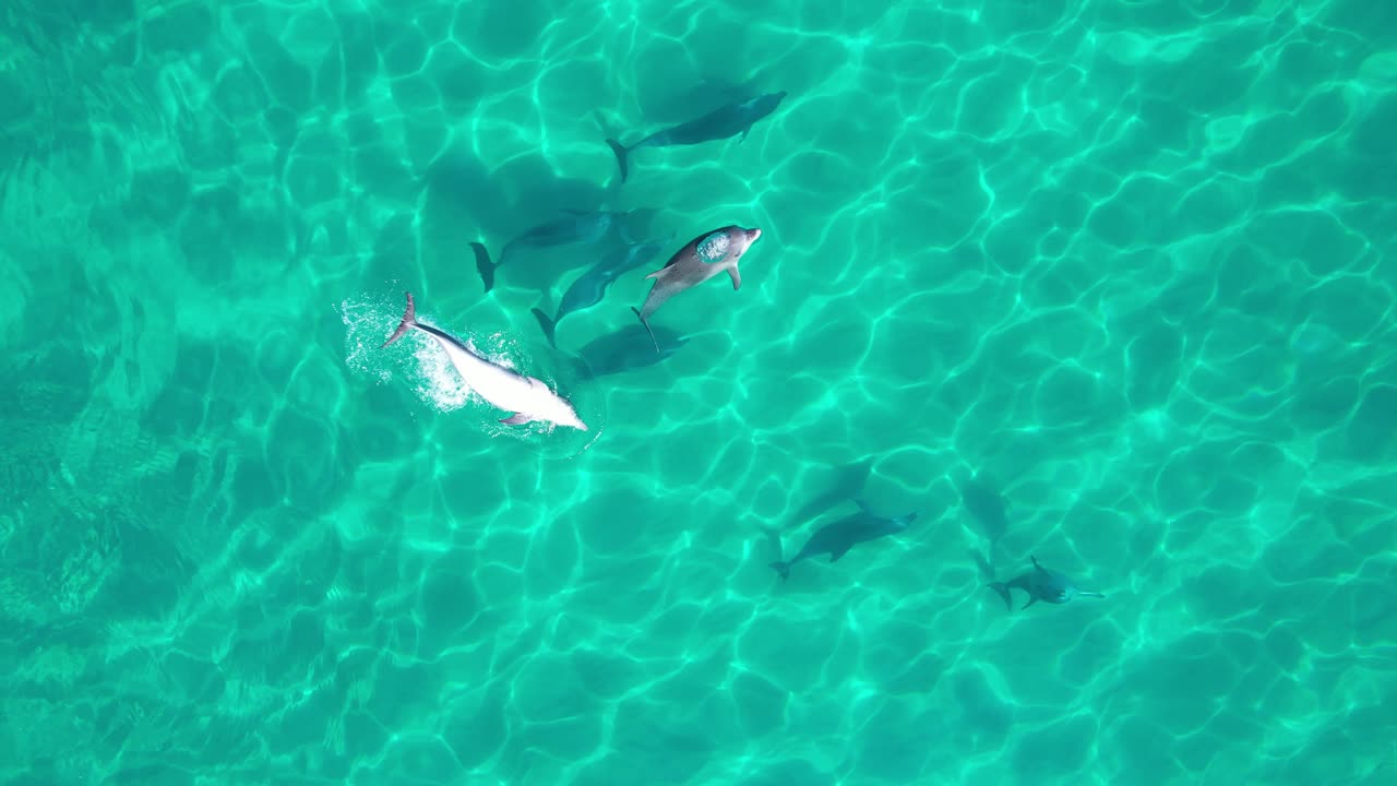 Playful Bottlenose Dolphins In Turquoise Ocean In NSW, Australia - Top View