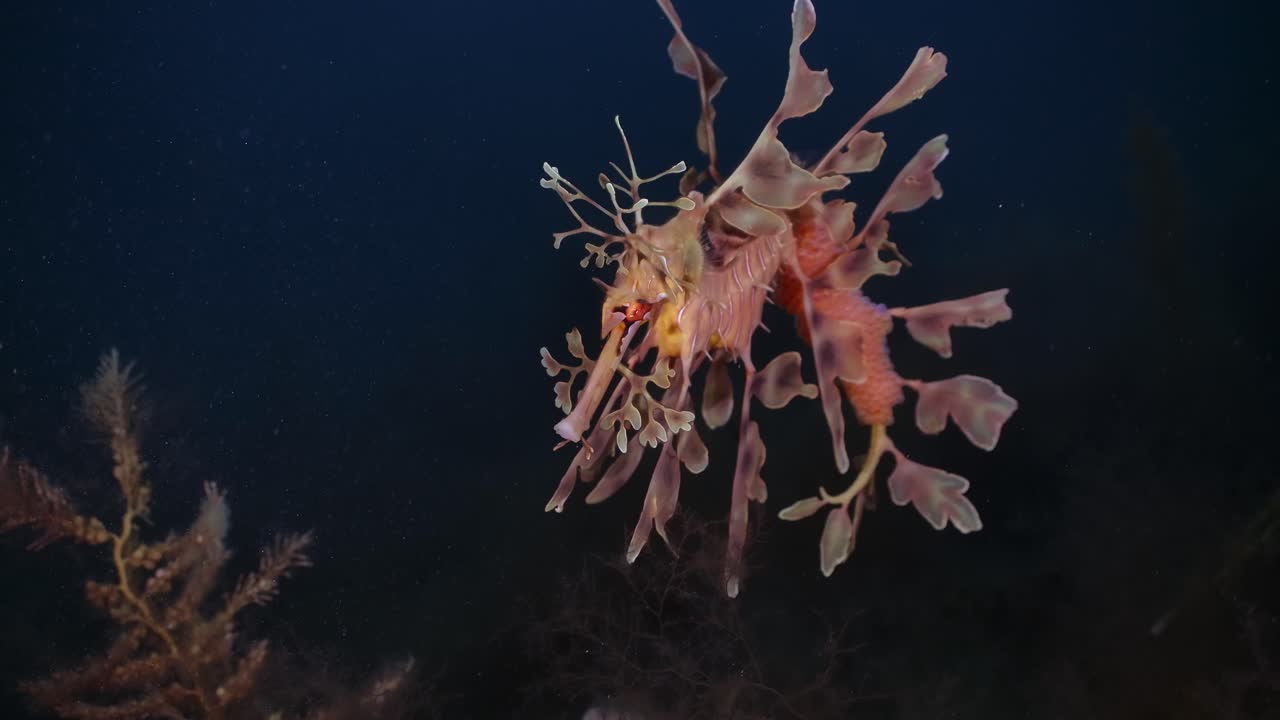 알을 가진 잎이 많은 바다 용 4k 슬로우 모션 사우스 오스트레일리아