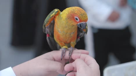 parrot on a finger