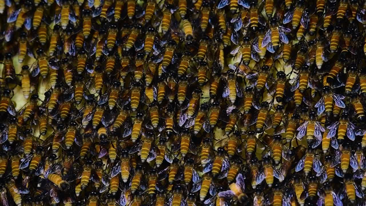 Giant Honey Bees are known to build large colonies of nest with symmetrical pockets made of wax for them to store honey as their food source
