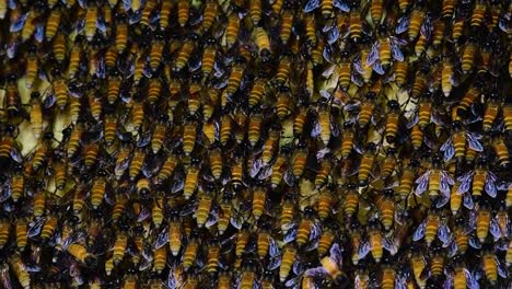 Se-Sabe-Que-Las-Abejas-Melíferas-Gigantes-Construyen-Grandes-Colonias-De-Nidos-Con-Bolsillos-Simétricos-Hechos-De-Cera-Para-Almacenar-Miel-Como-Fuente-De-Alimento.