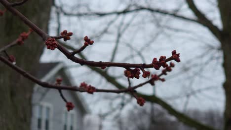 close up shot of dried tree branches against cloudy sky