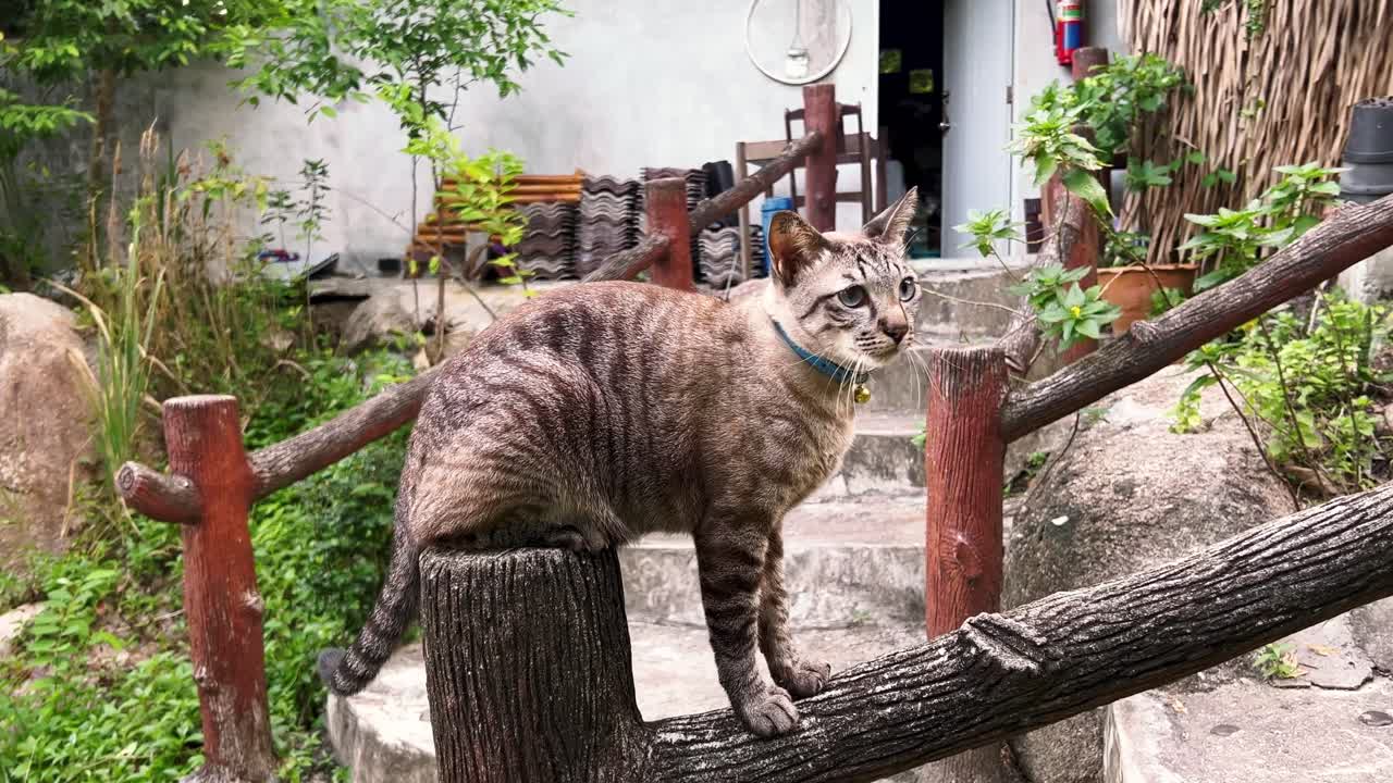 un gato está sentado en una valla de madera en una posición extraña