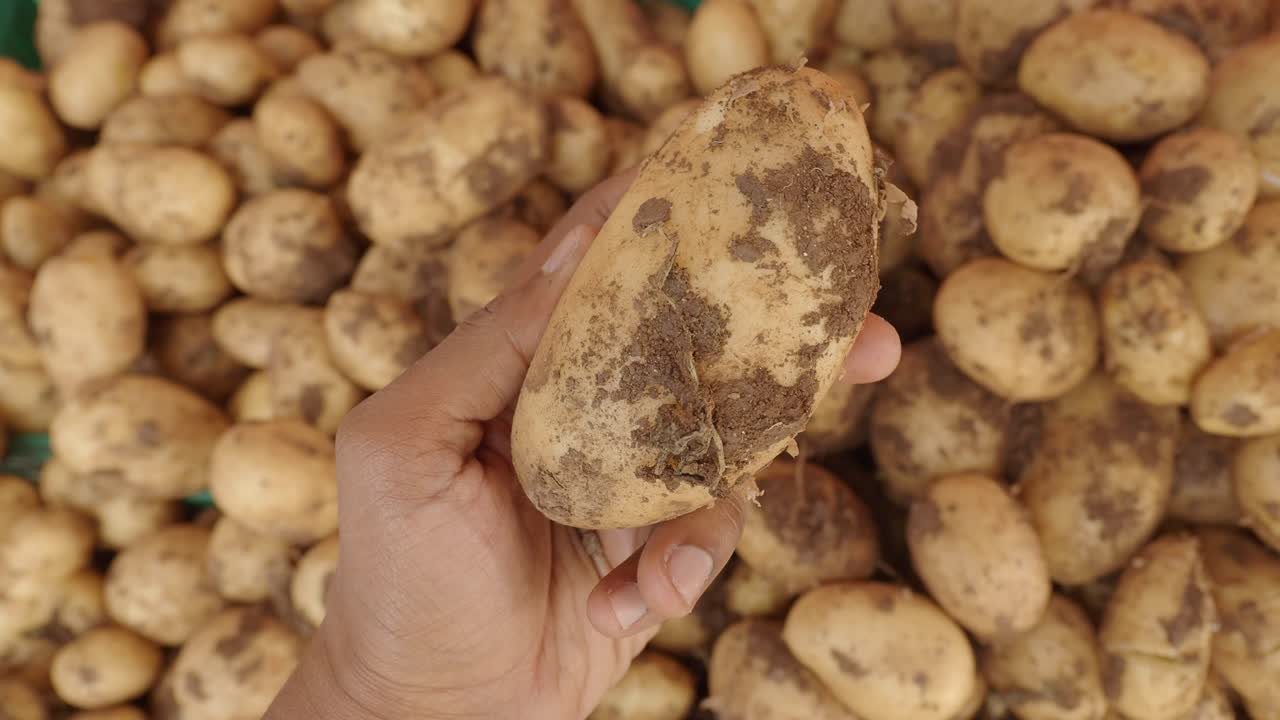 Hand holding a dirty potato, surrounded by other potatoes