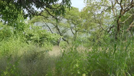 Zeitlupenaufnahme-Einer-Savannenlandschaft