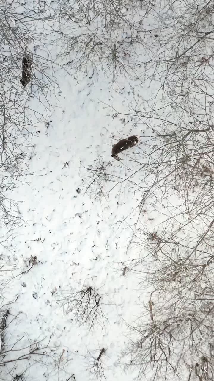 Vertical drone view of deer roaming a snow covered forest, searching for food among tree branches in a stunning winter wildlife scenery.