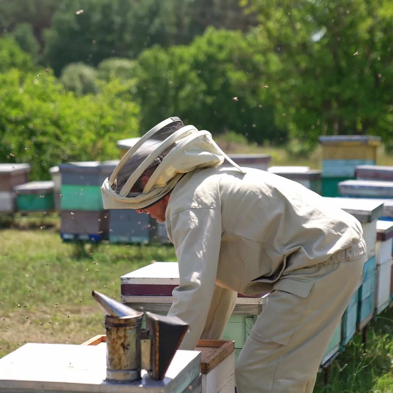 Work at apiary on sunny summer day. Two male beekeepers open beehives to check them. Hundreds of bees swarming around