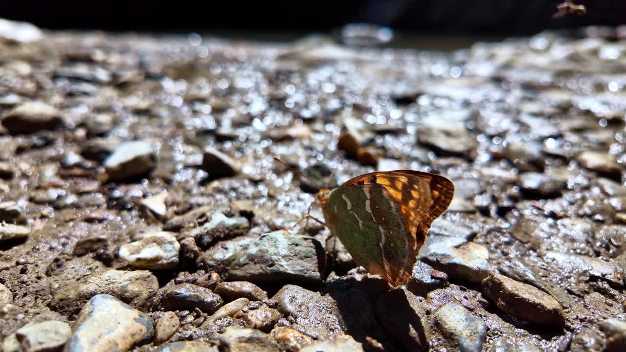 Boeiende slowmotion close-up van een vlinder