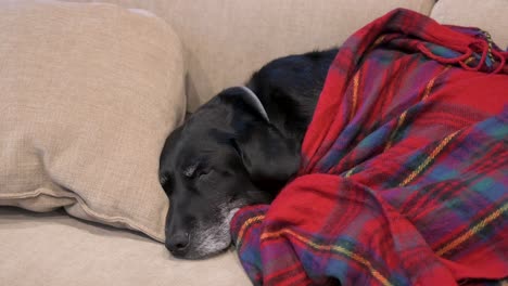 senior labrador dog rests under a red blanket while napping on a couch