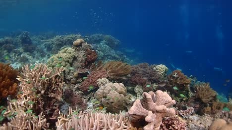 swimming through a busy - healthy coral reef filled with fish - divers below in the distance