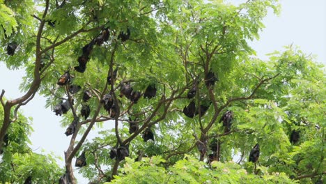 Fruit-Bats-Hanging-From-Trees-wide-view