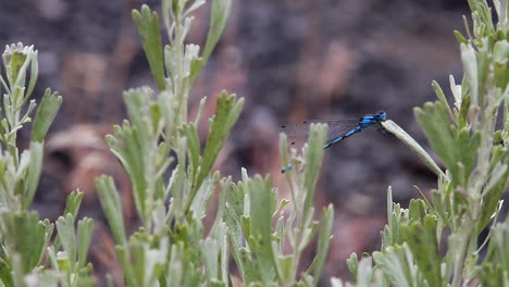 blue damselfly takes flight from broad leaf of big sagebrush bush