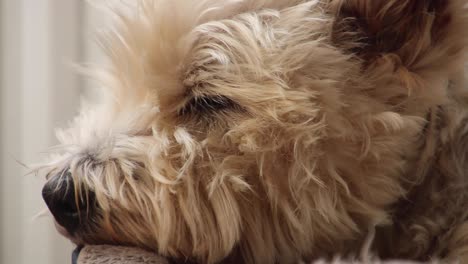 peludo terrier de las tierras altas del oeste acostado en su cama y parpadeando