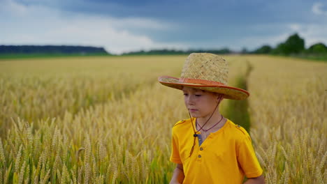 little boy in farmland. cute child in straw hat and yellow t-shirt walking inside the field with growing wheat in summer day. agriculture concept.