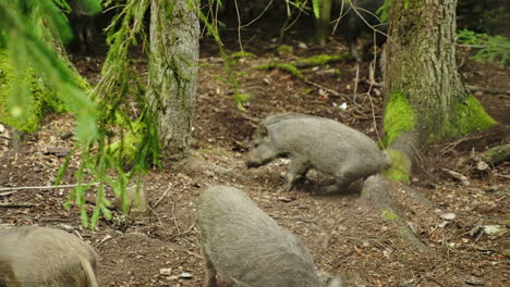 animales divertidos: un pequeño jabalí rascándose el culo sobre un árbol de video hd