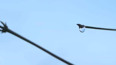 Gota-De-Agua-En-La-Punta-De-La-Ramita-Con-Cielo-Azul-En-El-Fondo