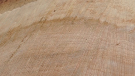 structure of a stump fibre and bark from a saw cut tree trunk. plant based biomass material used as fuel. close up view of fiber and cork texture of real wooden tree cross cut. organic background.