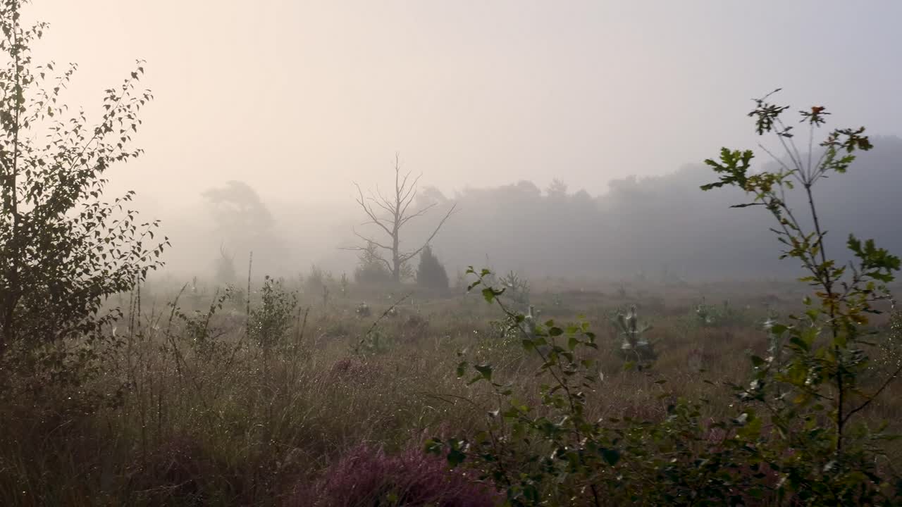 Foggy Landscape with Trees and Meadow