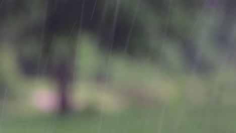 rain comes in the jungle anytime and one must enjoy the most out of it