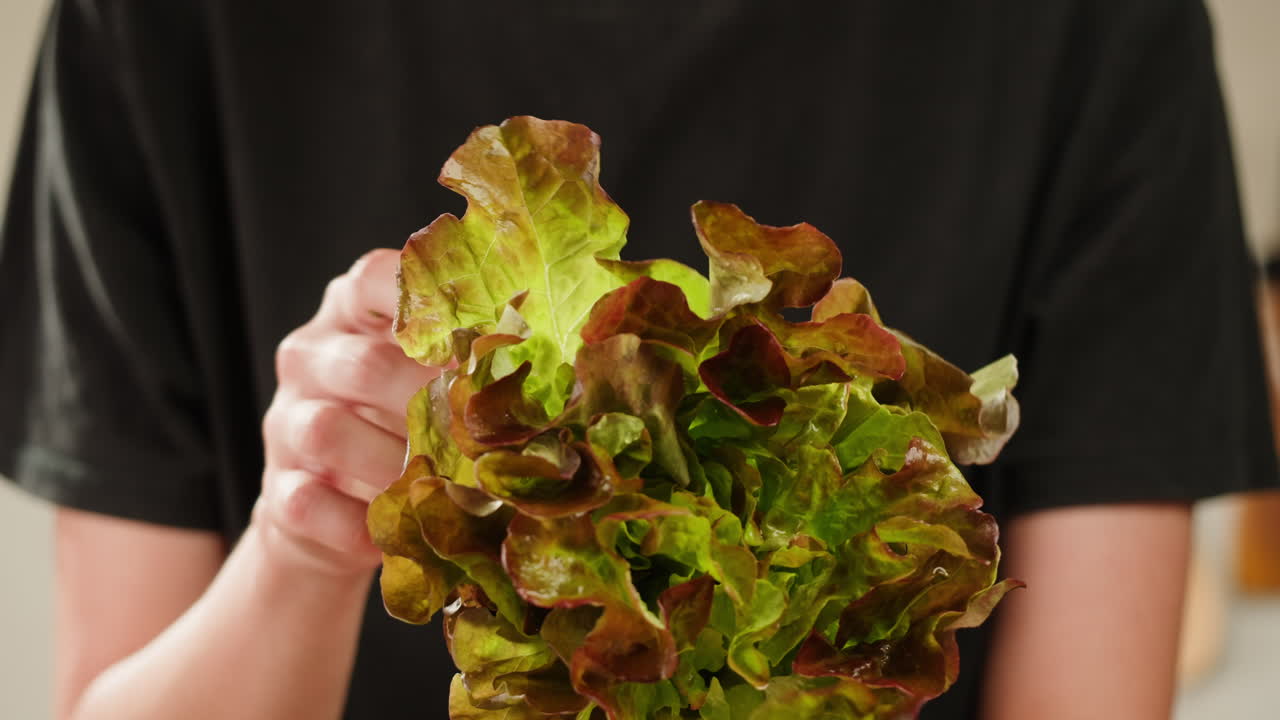 Fresh salad green lettuce leaves on white background close up macro, vegan food.