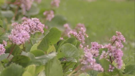 pink flowers grow wild in meadow