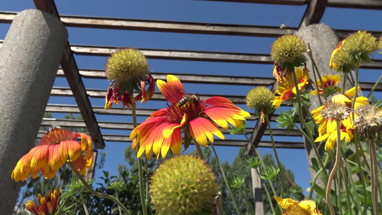 꿀벌은 큰 빨강, 주황, 노랑 꽃에 착지하고 꿀을 마시고 날아갑니다