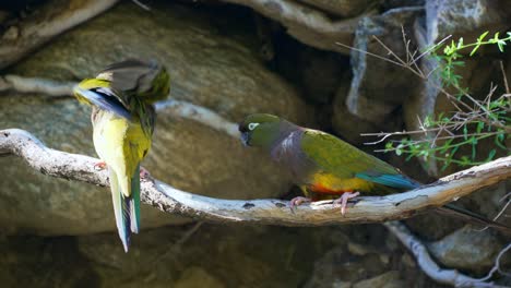 Burrowing-Parakeets-perching-on-a-branch-near-a-cliff,-El-Rincon-Natural-reserve,-Merlo,-San-Luis,-Argentina