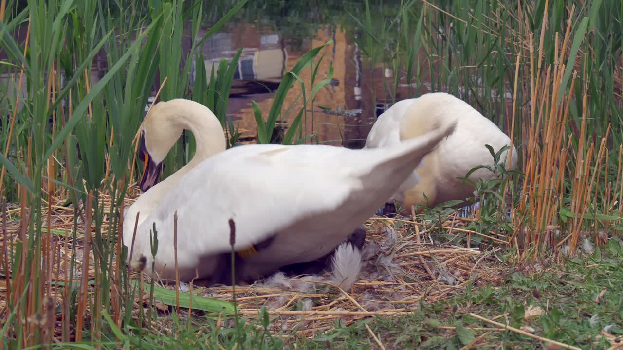 두 마리의 웅장한  ⁇  백조가 운하 연안의 갈대 속에서 자신을 아름답게 하고 있습니다.