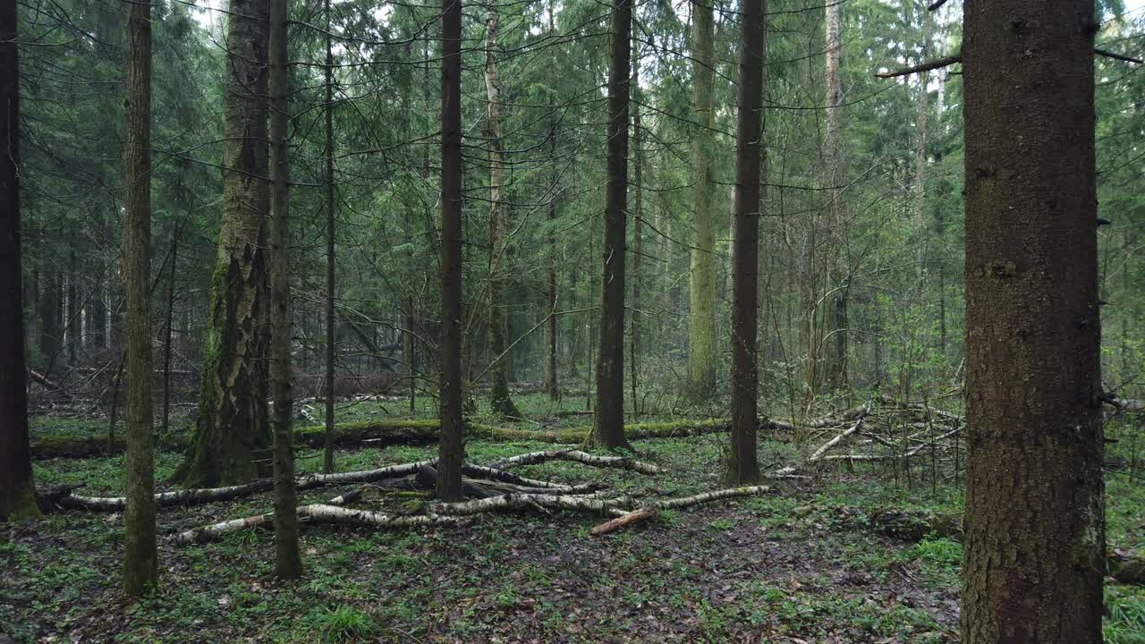 hermoso bosque místico con musgo verde y hermosos rayos de sol con vapor brumoso y lluvia.