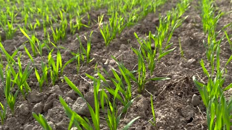 close up panning shot of fresh growing wheat fields plants during autumn time