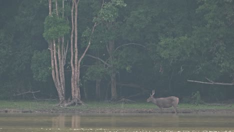 a foggy and sunny afternoon, a stag seen facing towards the left eating and looking around, sambar deer, rusa unicolor, thailand