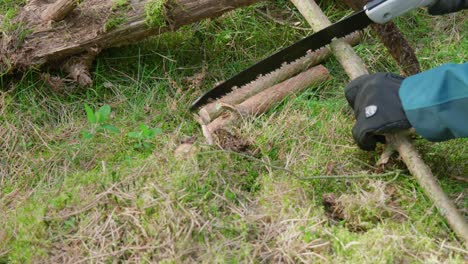un hombre al aire libre cortando un pedazo de madera de un tronco de abedul caído, en el bosque de thetford en las afueras de inglaterra, en el reino unido