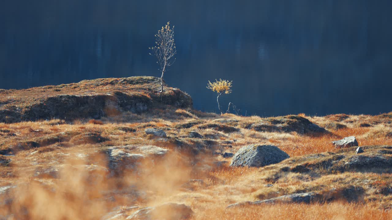 dos jóvenes abedules en la tundra de otoño