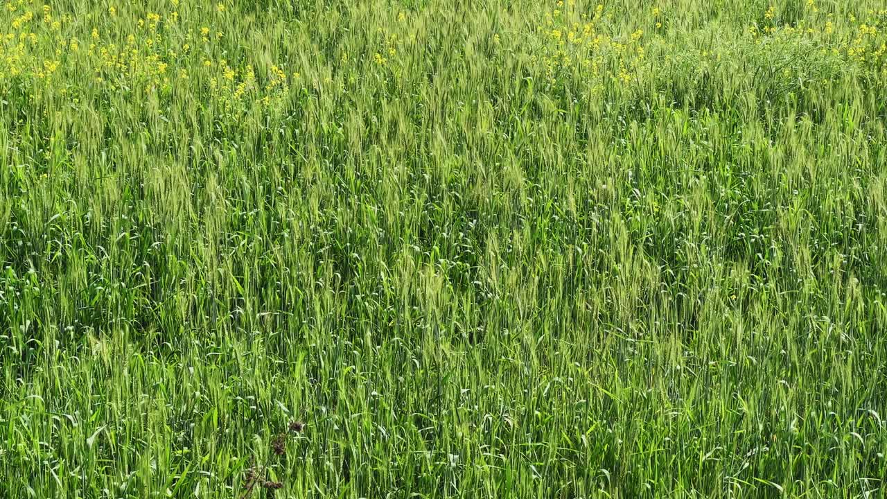 Slow panning shot moving horizontally across a dense green wheat field, revealing uniform crop growth, fine leaf texture, and subtle natural motion under daylight conditions