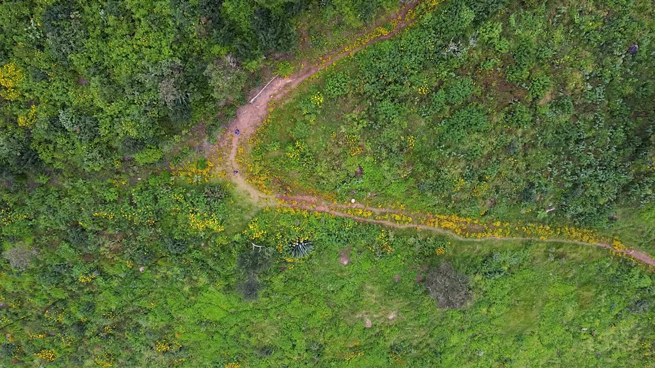 impresionante vista aérea de las montañas boscosas y las carreteras de oaxaca