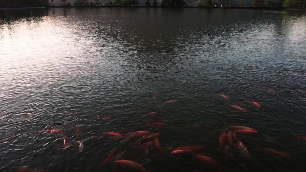 golden fish on the big pond. Red big fish swimming. 4k videos