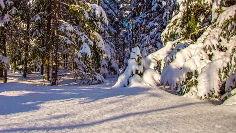 Close-up-time-lapse-of-snowy-woodland-with