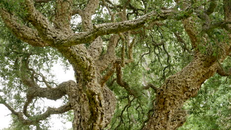 Cork-Oak-Tree,-Quercus-Suber