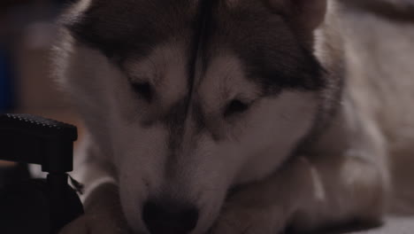 close up of husky sitting in the floor