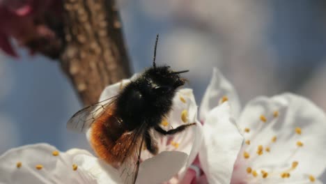 Bee-collecting-pollen-and-nectar-on-cherry-blossom