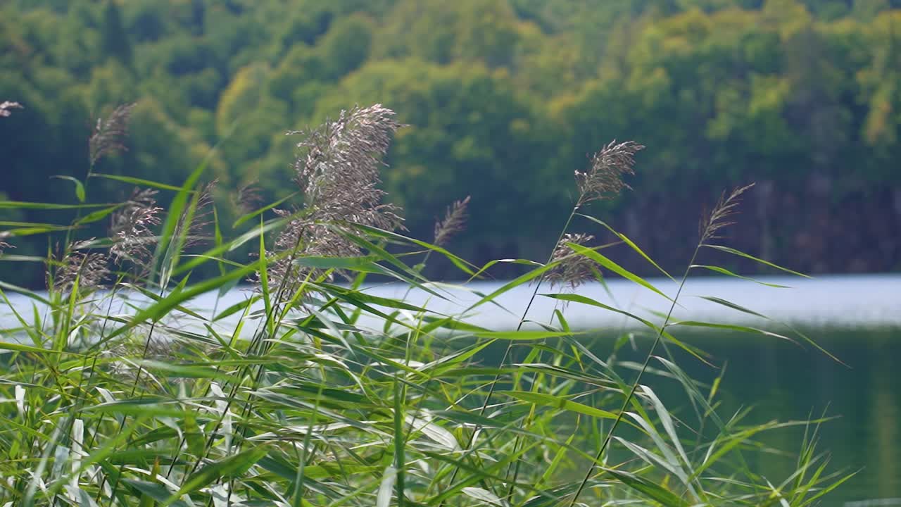 숲 한가운데 있는 호수의 슬로우 모션 보기