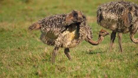 Close-up-profile-of-baby-ostrich-chick-walking-and-eating-green-grass