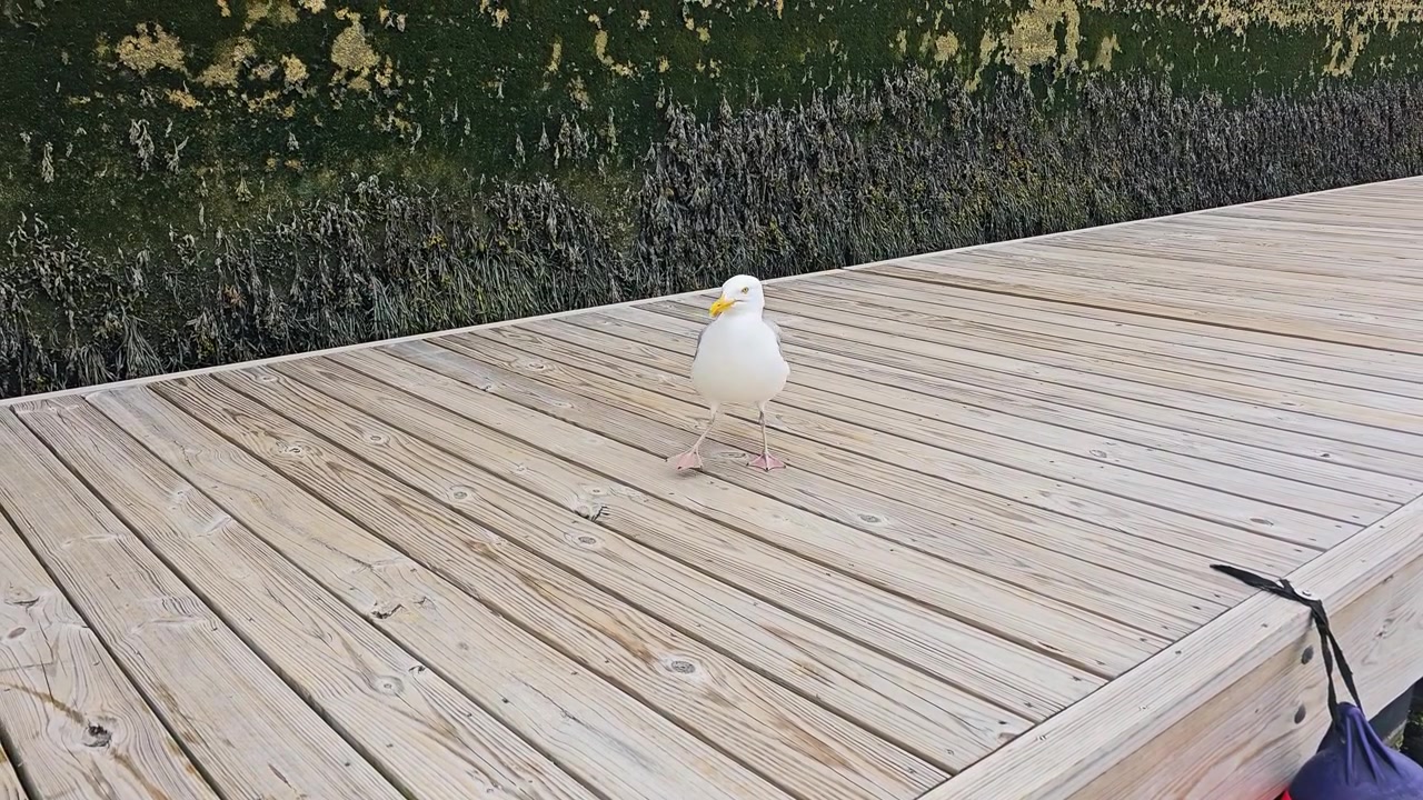Un gabbiano si posa su un molo di marina illuminato dal sole, circondato da assi di legno chiaro, un muraglione coperto di alghe e un tranquillo paesaggio portuale costiero per filmati di uccelli, viaggi e natura