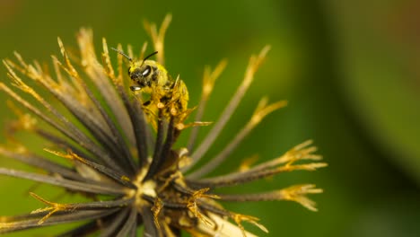 close up of sweat bee pollinating a blackjack plant weed