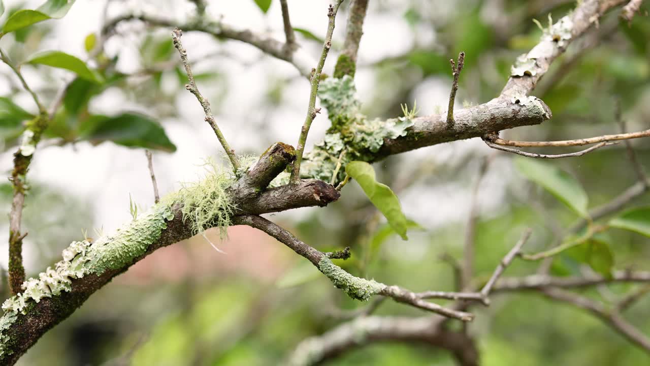 봄 꽃이 약간 흔들리는 가지