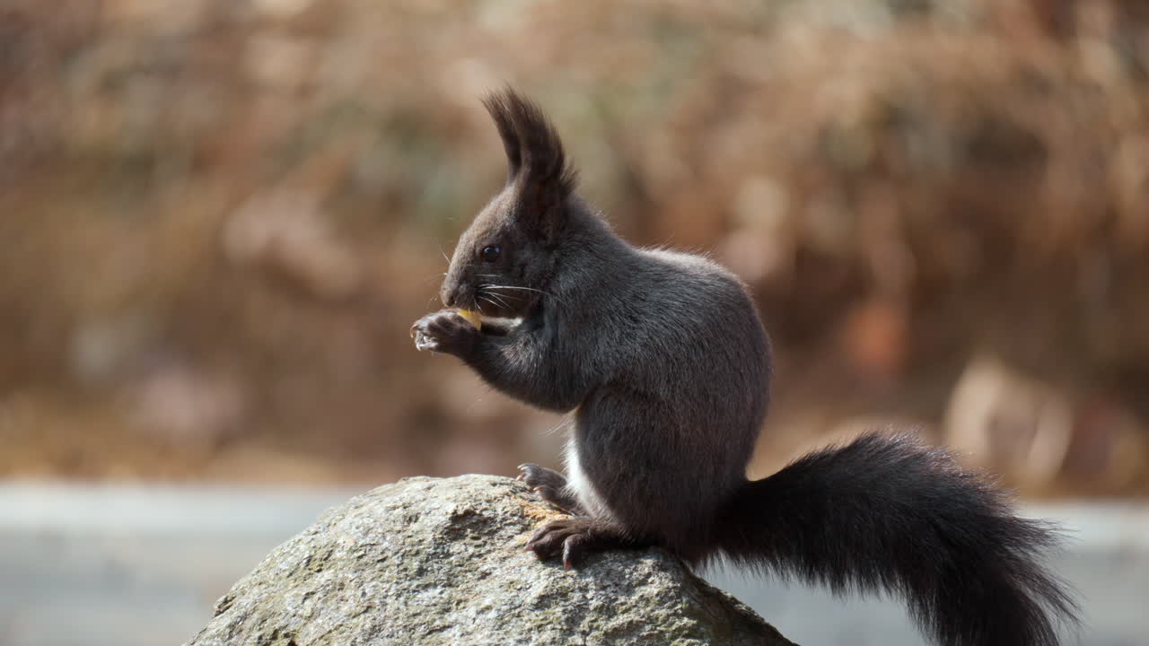 ardilla roja euroasiática comiendo nuez sentada en una roca en el bosque de otoño
