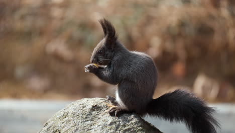 Eurasian-red-squirrel-eating-nut-sitting-on-a-rock-in-Autumn-forest