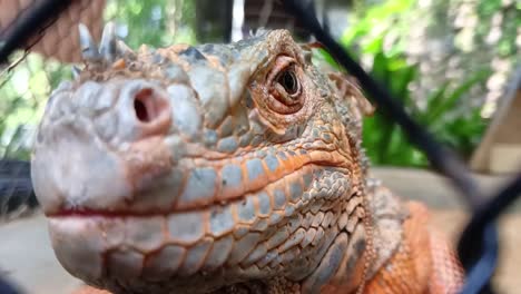 iguana en una jaula de alambre en un santuario de reptiles