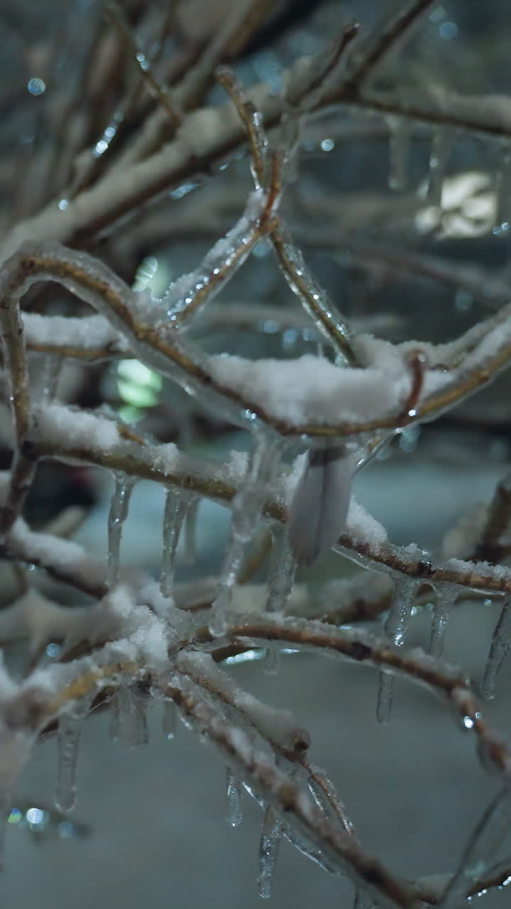 화려한 눈과 섬세한 얼음으로 여있는 얼음 가지의 클로즈업, 조용한 야외 환경에서 부드러운 빛으로 조명